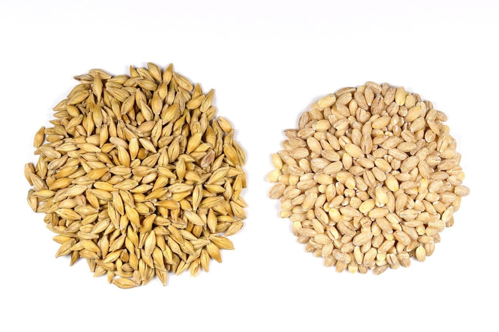 Barley Seeds | オンザショア立川店 立川駅徒歩1分年中無休の溶岩ホットヨガスタジオ 殻が付いた大麦の種子を左側に殻を取り除いた大麦の種子を右側に並べた写真 立川駅徒歩1分年中無休の溶岩ホットヨガスタジオ